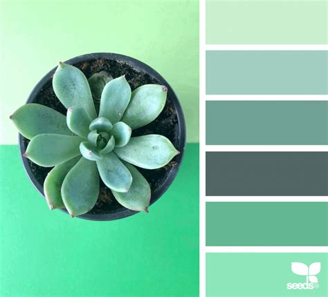 Succulent Hues Seeds Color Palette