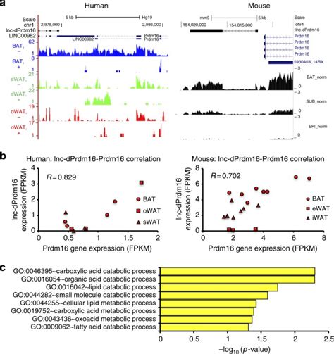 De Novo Reconstruction Of Human Adipose Transcriptome Reveals Conserved