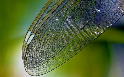 Free Images Water Nature Grass Dew Texture Leaf Green Insect