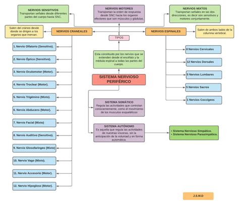 Mapa Conceptual Del Sistema Nervioso Periferico Creampie The Best