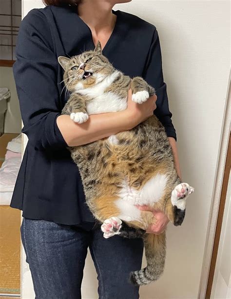 ココニャ猫写真集、発売中！ On Twitter はなちゃんは只今ダイエット中です。