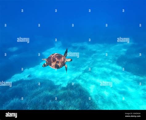 Sea turtle, Cyprus, Protaras, Mediterranean sea, Europe Stock Photo - Alamy