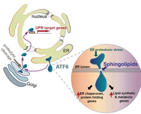 The Unfolded Protein Response And Human Health Niwa Lab