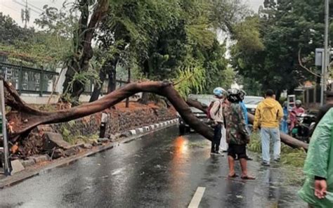 Diguyur Hujan Dan Angin Kencang Pohon Tumbang Tutup Jalan Di Pasar