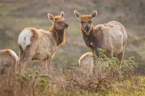 Baby Elk Calf: 8 Pictures and 7 Amazing Facts - A-Z Animals