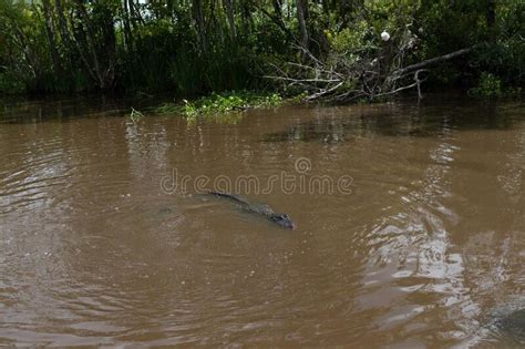 Alligator Swimming Towards The Boat In Brown Water Stock Image Image