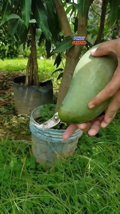 fruit   golden queen mango mango fruittrees
