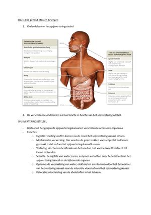 Anatomie De Spieren Van Het Lichaam Hoofdstuk Het Spierweefsel De