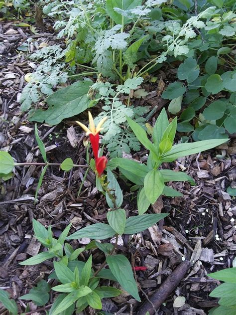 Spigelia Marilandica Carolina Pink Woodland Pinkroot Z 5 9 Heritage