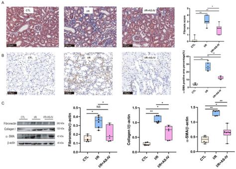 Jpm Free Full Text Astragaloside Iv Targets Macrophages To