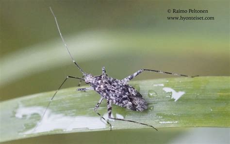 Phytocoris Populi 2 HyÖnteiskuvasto