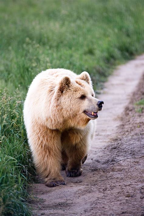 European Brown Bear Free Photo Download | FreeImages