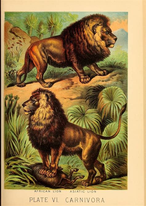 Asiatic Lion Vs African Lion