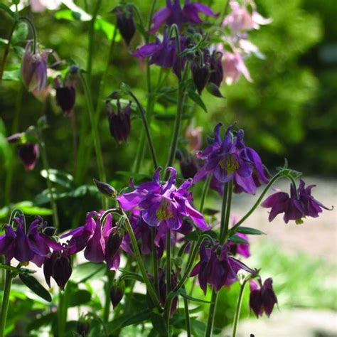 Aquilegia Vulgaris Grandmother S Garden I Giardini Dell Indaco