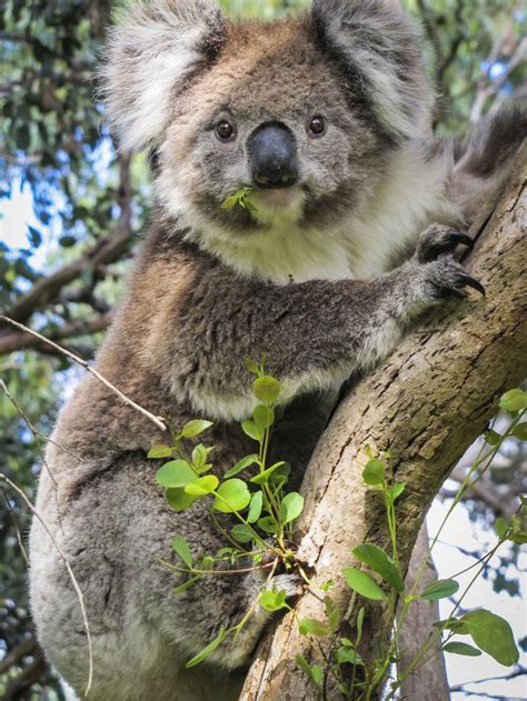 Australias Most Endangered Animals List - Animals World