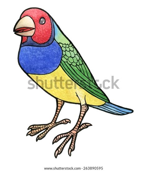 Gouldian Finch Hand Drawing Watercolor Vector Stock Vector Royalty Free 263890595 Shutterstock