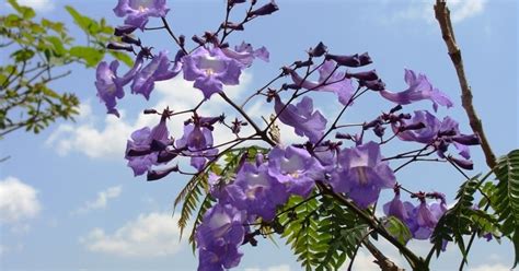 Planta cá de casa Jacarandá caroba