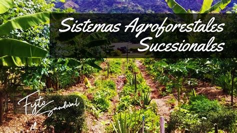 Sistemas Agroforestales Sucesionales Agricultura Sintrópica En Español