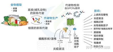 深度解读 饮食、肠道菌群与健康 知乎