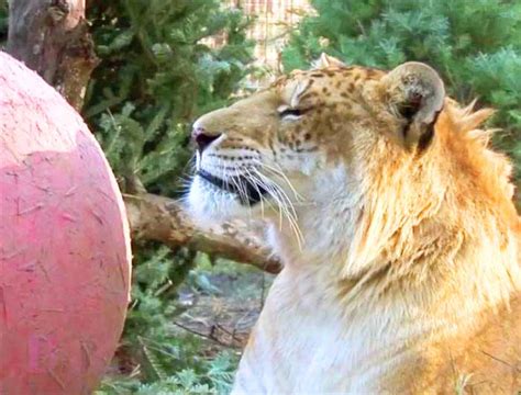 Liger At Big Cat Rescue Center Tampa Florida Usa Liger Zoos