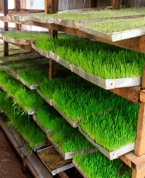 Fodder Systems Hydroponics Africa