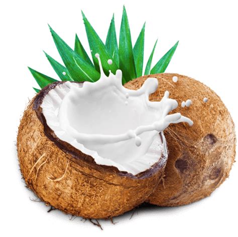 Clipart Coconut Milk Coconut Coconut Milk Coconut Caramel