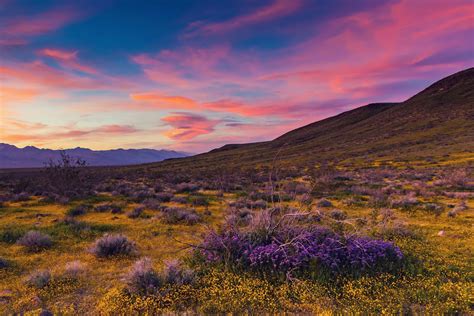 #845500 Mojave Desert, USA, Sunrises and sunsets, Lavandula, Ranunculus ...