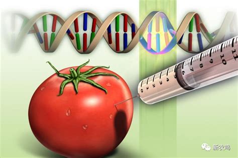 吃转基因食品会改变人的基因吗，公众的担忧科学家是如何解决的？腾讯新闻