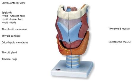 Larynx Anterior View Diagram Quizlet