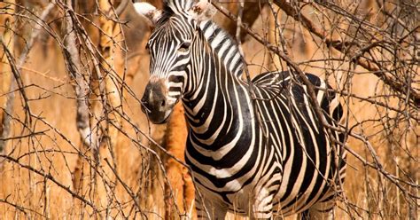 Van Dakar Saly Halve Dag Bandia Wildlife Reserve Tour Getyourguide