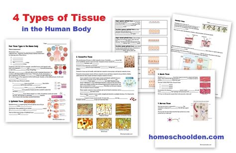 Human Body Worksheets Cells Tissues Organs And The Human Body