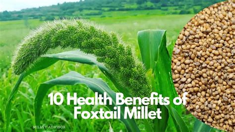 Benefits Of Millets Millet Advisor