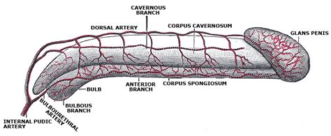 Urethral Artery Wikipedia