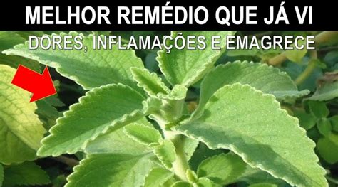 Incrível esta Planta Destrói Inflamações combate Gripes e Dores E tem