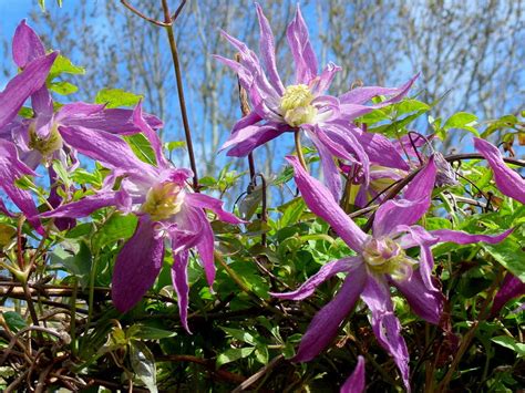 Conseils Jardinage Plantez Des Cl Matites Floraison Printani Re