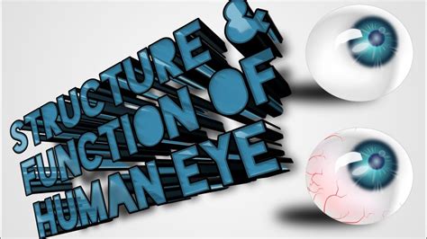 Structure And Function Of Human Eye Youtube