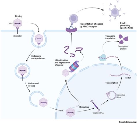 Evading And Overcoming Aav Neutralization In Gene Therapy Trends In