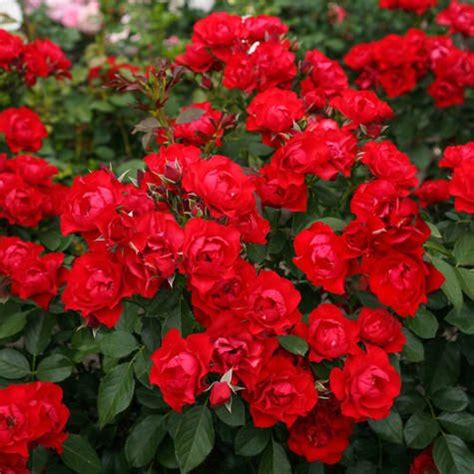 R A Rabatowa Black Forest Rose Czerwona Balot Sadowniczy Pl