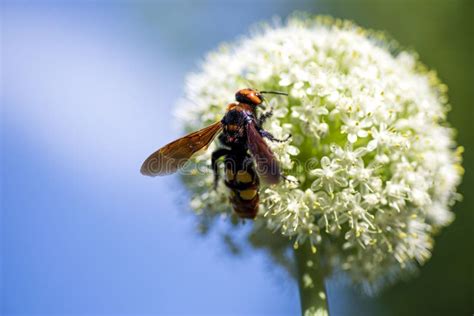 Scolia Lat Megascolia Maculata Es Una Especie De Avispas Grandes De La