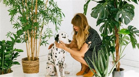 Plantas Ideais Para Quem Tem Animais Em Casa Bau Das Dicas