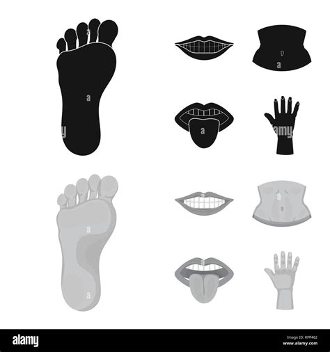 Vector Design Of Body And Part Icon Collection Of Body And Anatomy