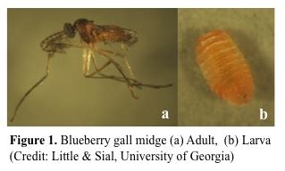 Monitoring and Management of Blueberry Gall Midge | UGA Blueberry Blog