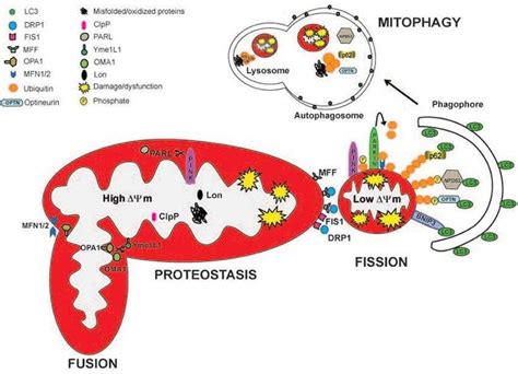 Mitochondrial Quality Control Pathways Are Depicted The Actions Of