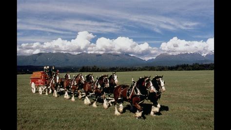 IT ONLY AIRED ONCE: Budweiser's iconic Clydesdales pay tribute to 9/11 ...