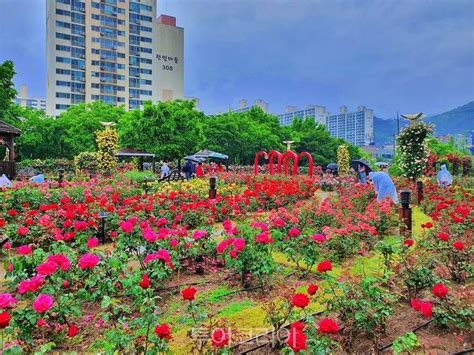 대구 장미꽃 명소 따라 계절의 여왕 5월을 누리다