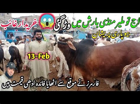 Malir Cow Mandi Latest Update 13 Feb 2024 Cow Mandi Cattle Market