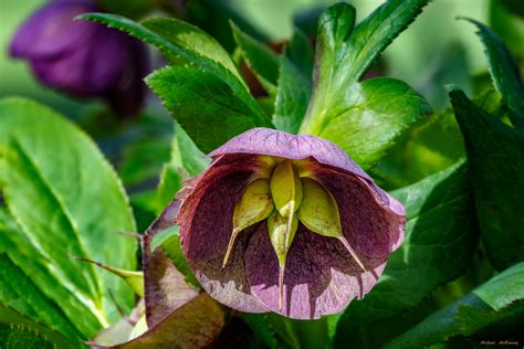 How To Plant And Care For Hellebores Lenten Roses Dengarden