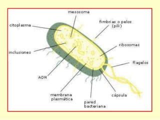 LAS BACTERIAS PPT