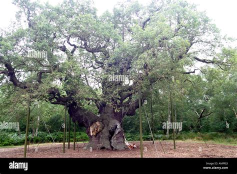 Robin Hood Festival The Major s Oak Largest Oak Tree in the UK the ...