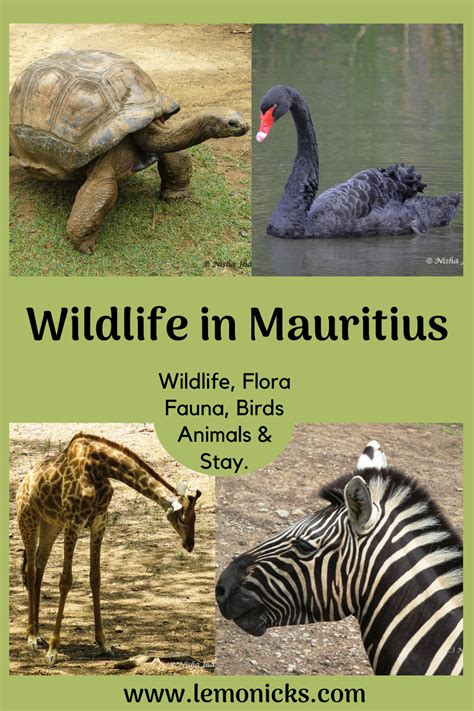 Wildlife in Mauritius | wildlife nature | mauritius | lemonicks